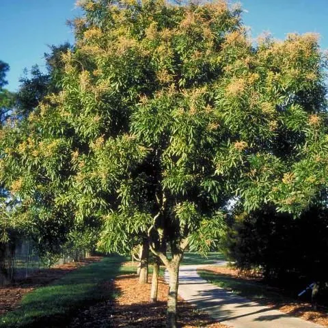 thumbnail for publication: Sapindus saponaria: Florida Soapberry